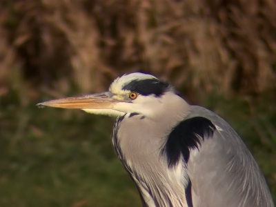 <i class='fa fa-user'></i> Marcel van der Tol | Blauwe Reiger  <i class='fa fa-eye'> 459</i>  <i class='fa fa-thumbs-up'> 3</i>   <i class='fa fa-comment-o'> 0</i>