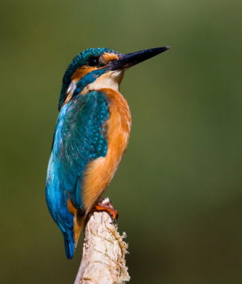 Het grote aanbod van kwaliteitsfoto's van IJsvogels (en dan ook nog op DE tak) geeft een mens toch wat aarzeling om daar nog iets aan toe te voegen. Ik vind de trotse houding van de vogel in combinatie met de achtergrond wel aardig. Als er een paar mensen iets langer dan twee seconden naar kijken lijkt mij mijn poging al geslaagd.