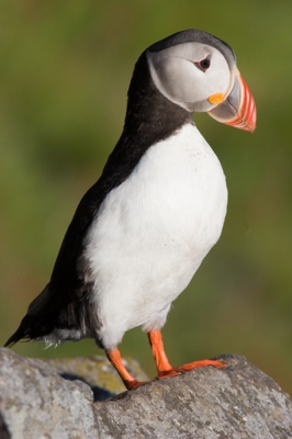 Op een van de mooiste dagen van afgelopen zomer heb ik deze papegaaiduiker gefotografeerd op het vogeleiland Runde.
