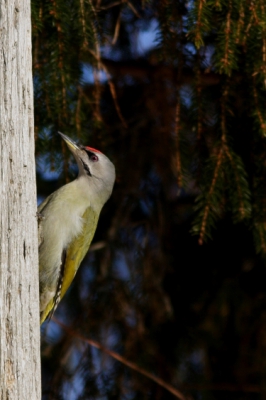 A Grey-headed Woodpecker.