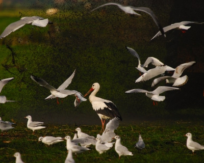 terwijl Eric Gibcus en  Alexander Koenders (leuk om elkaar even gezien en gesproken te hebben!) druk doende waren met het fraaie vliegbeeld van de buizerd...vond er elders in de Arkemheen een spetterend feestje plaats...De 'slootjesveger' zorgde voor een enorme aanloop van kok- en andere meeuwen en een grote groep reigers, ooievaars, spreeuwen en andere 'genodigden'. Deze ooievaar vormde het stralende middelpunt van het feest..:-)