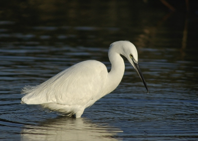 <i class='fa fa-user'></i> Peter van Rij | Kleine Zilverreiger  <i class='fa fa-eye'> 1276</i>  <i class='fa fa-thumbs-up'> 14</i>   <i class='fa fa-comment-o'> 13</i>