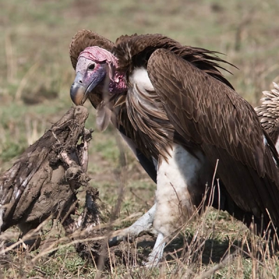 Bij het verlaten van de Serengeti kwamen we nog een paar gieren tegen die de laatste resten aan het opruimen waren.
Deze oorgier had het voor het zeggen terwijl de anderen toe moeten kijken.