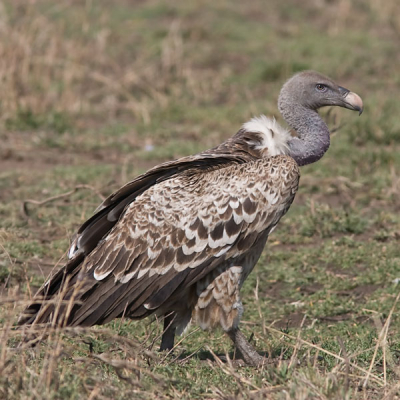 Bij het verlaten van de Serengeti kwamen we nog een paar gieren tegen die de laatste resten aan het opruimen waren.
Deze Rppells gier mocht rustig toekijken