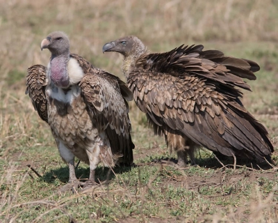 Bij het verlaten van de Serengeti kwamen we nog een paar gieren tegen die de laatste resten aan het opruimen waren.
Ook deze Rppells gieren mochten rustig toekijken