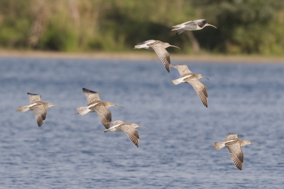 Er kwam een groepje wulpen aangevlogen en met mijn nieuwe lens 1 van de eerste foto's gemaakt. Vind hem zelf goed gelukt. Ben benieuwd naar negatiefe en positiefe reacties hierover
Canon 20d - sigma hsx 500 4,5 apo