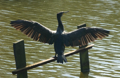 Pentax K10d, Pentax  DA 1:4-5.6 50-200 mm, F 8.0 - 1/180, 150 mm ISO 200