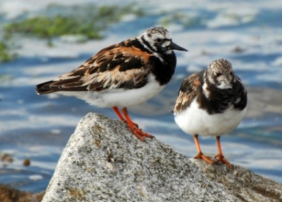 Steenlopers en strandlopers op de waddenkant van Terschelling. De steenlopers laten zich wat makkelijker fotograferen, ze zitten stil. Maar ja, de scherpte he.