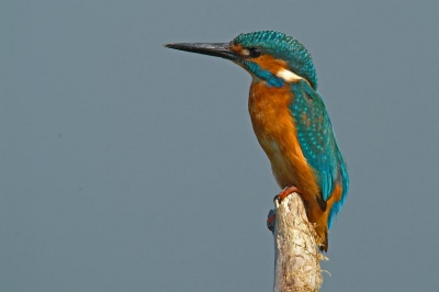 Ik weet dat er al heel veel IJsvogels op Birdpix staan maar dit was voor mij de eerste keer dat ik deze zeer bekende IJsvogel zo mooi op de foto kon zetten.
Ik ben zelf zeer tevreden met het resultaat, ik heb ze ook nog met een groene achter grond en die zal ik ook eens uploaden