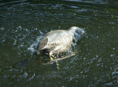 Deze Meerkoet is al boven water na een duik, goed is te zien hoe het water nog als een film over het verenkleed ligt en er beginnend bij de staart afloopt.