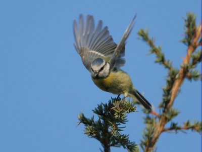 Even de lens van pa geleend om zondagmorgen wat vogeltjes te fotograferen