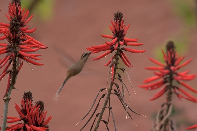 Ten opzicht van hiernaast ook de zwarte delen achter de linkerbloem vervangen door rood.
Deze heeft mijn voorkeur ..