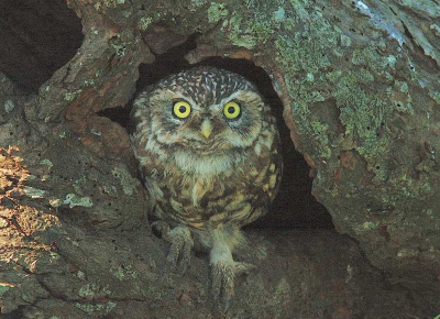 Deze steenuil zat in een berkenboom toen er een aanval van een buizerd kwam, de uil vluchtte naar een dode fruitboom maar werd weer aangevallen door de buizerd, hierop vluchtte  de uil naar een liggende holle boom, na enige tijd verscheen de uil met angstige ogen in de opening om te kijken of alles weer veilig was. De aanallen waren in luttele sekonden er was geen tijd om hiervan foto's te maken