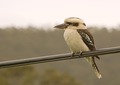 Tijdens de vacantie in Australie deze Kookaburra kunnen vastleggen. De achtergrond is dan niet altijd voor het kiezen maar ik was er allang blij mee.
Uit de hand canon300D met 200mm/2,8 lens met 2x con. 1/400 sec.
Uitsnede is 90% van origineel