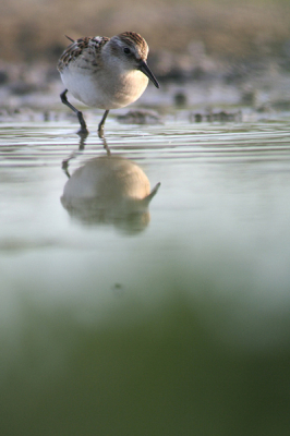 Little stint.