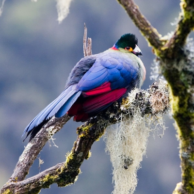 Meerdere malen waargenomen tijdens onze trekking.
Maar het blijft een moeilijk te fotograferen vogel. Hier een opname waarbij hij mooi vrij zit.