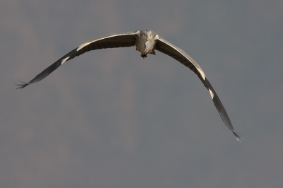 Deze reiger kwam met grote vaart recht op me af vliegen.
Gelukkig wist de autofocus hem prima te volgen. Twee maal in verschillende positie.