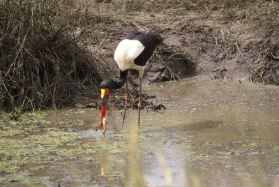 Een heel mooie vogel. Thuis zag ik pas dat hij een vis in zijn bek had.  Het is ongelooflijk hoeveel indrukken je opdoet als je zoveel wildlife ziet.  Staande in de landrover rij je van indruk naar indruk, en pas later krijgen die indrukken een plaatsje.