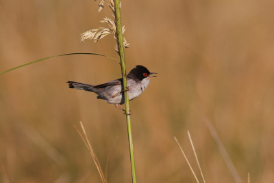 Nikon D80, 300mm F/2.8.  Tripod.  Male singing on territory.