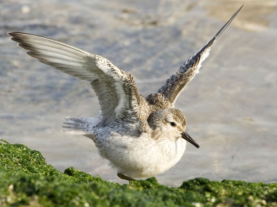 Mijn eerste foto op birdpix! Ik ben benieuwd wat jullie ervan vinden. Zelf ben ik wel tevreden met de pose.
 400mm, 1/500sec, F 8.0,+2/3 stop, iso 400