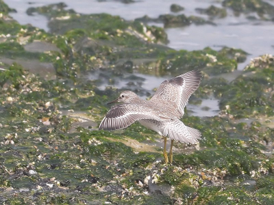 Ik wist eerlijk gezegd niet direct hoe deze vogel heette tusen de steenlopers en strandlopers op Vlieland. Via zoeken naar 'Plaats', 'Vlieland' kom je ze dan uiteindelijk toch wel tegen want er zaten er genoeg en ik was vast de eerste niet....

Canon-20D, ISO-400, F10, 100-400mm telelens (op 170 mm), 1/800 sec.