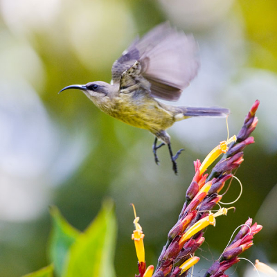 Het mannetje (upload ik ook nog) en het vrouwtje waren regelmatig nectar aan het drinken bij deze bloemen. Dit vond ik wel een aardig shot. De foto had misschien wel iets scherper gekund, maar toch leek de foto mij wel Birdpix waardig.