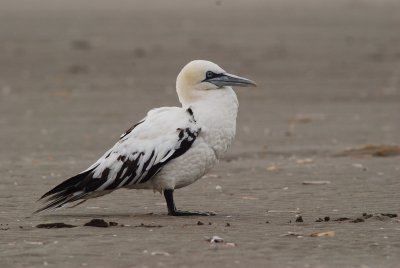Deze juv.Jan van Gent verbleef vanmorgen enige tijd op het strand van IJmuiden.Waarschijnlijk oververmoeid,want hij ging op enkele meters afstand gewoon zitten slapen.