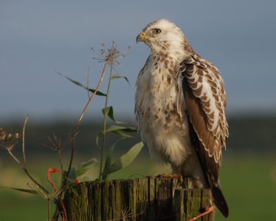 vanmiddag even een paar uur gelegenheid om de Arkemheen in te gaan....en opnieuw was daar de buizerd. Ditmaal zat de vogel precies goed wat het licht betreft..