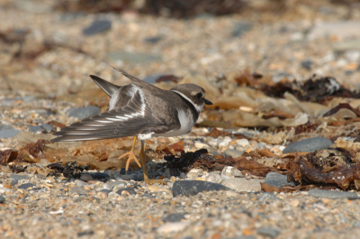 Juvenile bird wing stretching.  D2X and 300mm F/2.8