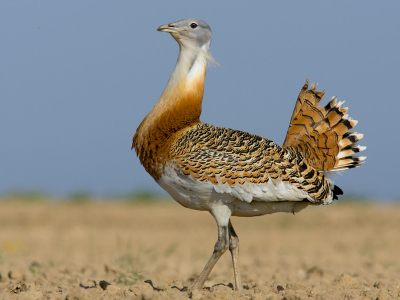 14 hours inside a small hide to take a few pictures of the most difficult bird in Spain. Great bustard is so many scared from hunters and people in general, so when the watch someone near their areas,  uses to fly away making impossible close up them.