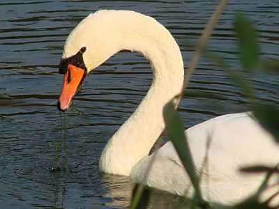 On the way to the Vegoritis lake I stoped at Artificial lake of Agras.
Many birds to observe directly to rhe main road.