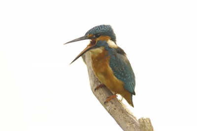 Mijn bijdrage van een ijsvogel mijn vraag is wat vinden jullie van de witte achtergrond dit is niet gemanipuleert maar heb hem zogemaakt doormiddel van 1 stop overbelichten waardoor de ijsvogel er mooi uitkwam