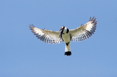 Zeer algemene soort. Het viel (voor mij) alleen niet mee om hem in een mooie pose op de foto te krijgen. Deze afbeelding vind ik zelf wel geslaagd.