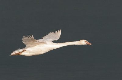 Erg fraai licht vanochtend. Drie knobbelzwanen vertrokken en kwamen voorlangs vliegen.
Canon EOS 20D met 500F4 en 1,4 TC. 90% van origineel. Verder zie exif