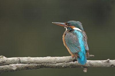 met een beetje goed weer ga ik vaak naar mijn favoriete ijsvogel plek
meestal zit ik daar een uurtje en dan zit er wel 1 voor mijn neus
het verveelt niet en hij blijft zo mooi !!