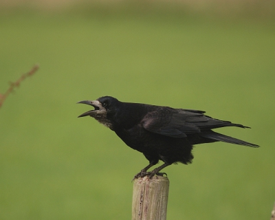 vanmorgen in de Arkemheen even kennis gemaakt met Daan en Lesley, maar de buizerd had geen zin om ook even een pootje te komen geven..blij was ik  toen vanmiddag de roeken van Gerwin van Houwelingen gearriveerd bleken...weliswaar iets verder dan de Arkemheen, maar 't was een groot plezier om deze vogel eindelijk eens van dichterbij te mogen aanschouwen