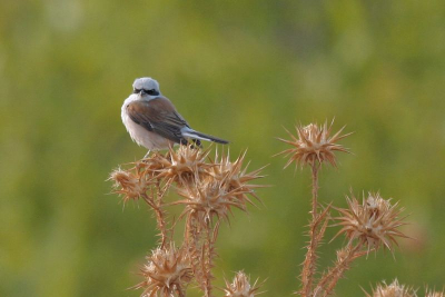 Vorige maand een weekie naar lesbos geweest. Dit vogeltje op de foto kunnen zetten. Ik denk dat het een Grauwe Klauwier is graag hoor ik van iemandof dit juist is?

zie ook: http://www.dfphotography.tk/