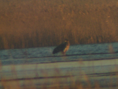 En hier met 60x zoom, nog steeds zat hij ver weg. En ik baal dat ik de sluiterstijd niet nog sneller had gezegd, ookal zou hij dan donker worden, dat werk ik wel weg met een bewerkingsproggramma.