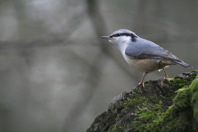 Nuthatch ssp. europaea, one of my favourite birds.