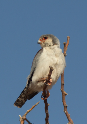 Dit  moet   een van de  kleinste  roofvogels  zijn, dit   valkje  is  nog  kleiner dan een merel!