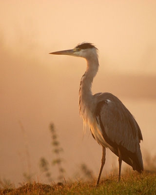 ook een blauwe reiger leent zich uitstekend als blikvanger in een sfeervolle omgeving...