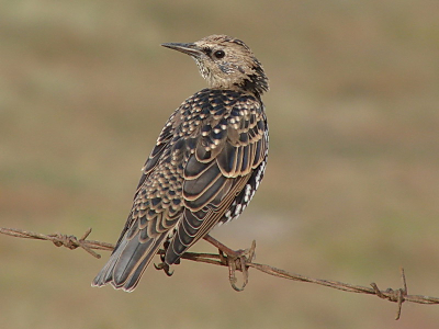 When you visit Axios river you Excpect to see more waders. When a starling comes across and poses for a pic would you say,no?