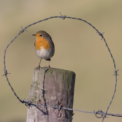 Ik hoopte het Roodborstje op dit paaltje zou komen zitten zodat de foto meteen een kader zou hebben. Het Roodborstje wilde er wel aan meewerken. Zelf vind ik het jammer dat het diertje niet de andere kant op kijkt, maar waarschijnlijk zijn de meningen hier over verdeeld.
De foto is genomen in aanloop naar het Birdpix Weekend op Terschelling. En langs deze weg wil ik Arie nogmaals ontzettend bedanken voor zijn expertise en voor zijn gezelligheid.

Canon 350D; Canon 400mm f5.6; ISO 200; 1/1250; f7.1; -1/3;vanaf statief.