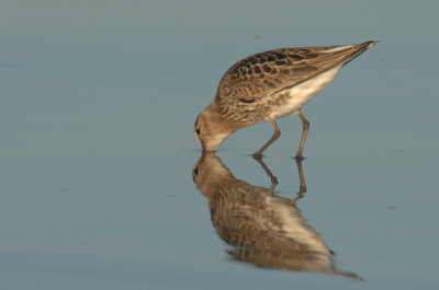 Juvenile feeding at the water's edge. Nikon D2X 300 F/2.8.  Tripod.