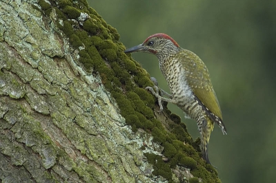 Een Grote Bonte Specht heeft hier net op een mierennest geroffeld . Al snel werd hij verjaagd door deze Groene Specht die zich tegoed deed aan de gealarmeerde mieren.