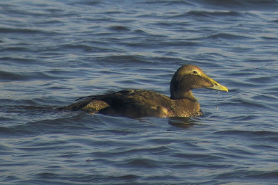 Zoetwatereider.