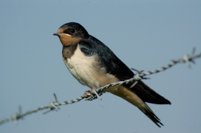 Kon de zwaluw heel dicht naderen in de buurt van een weiland, was me nog nooit gelukt met een 300 mm lens. Zat op het laatste binnen drie meter.