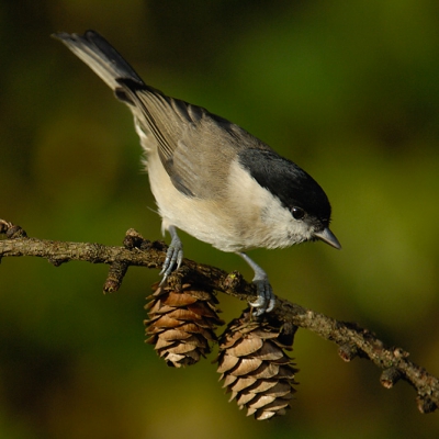 Zeer beweeglijke rakkers die glanskopjes.

Nikon D2X, AF-S VR 200-400/4.0