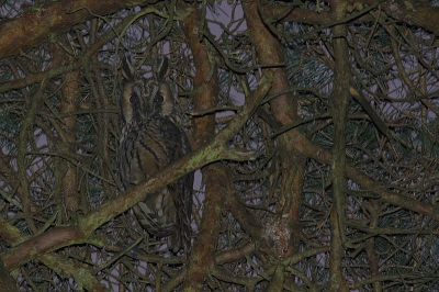 Deze foto is genomen op een plek waar elk jaar Ransuilen verzamelen . Dit exemplaar zit in een overhangende Grove Den , samen met nog drie soortgenoten .