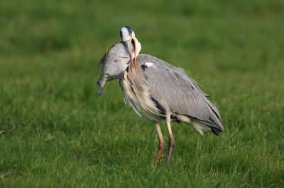 Langs de weg, snel gestopt en........ gelukkig lag mn Canon maatje naast me ! Dit is foto 1 van 3, en ben nog steeds verbaasd dat het de reiger lukte, en hij niet dood neerviel door ademgebrek !